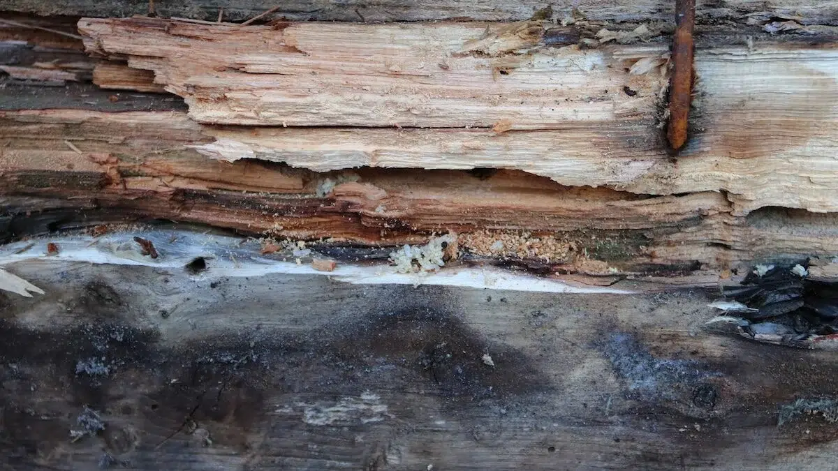 Wood damage from carpenter ants in this home in Raleigh NC